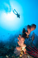 Scuba Diver Silhouette over Wall Decal
