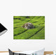 Tea Plantation Cameron Highlands Wall Decal Design 2