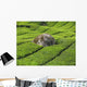 Tea Plantation Cameron Highlands Wall Decal Design 2