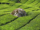 Tea Plantation Cameron Highlands Wall Decal Design 2