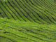 Cameron Highlands Tea Malaysia Wall Decal