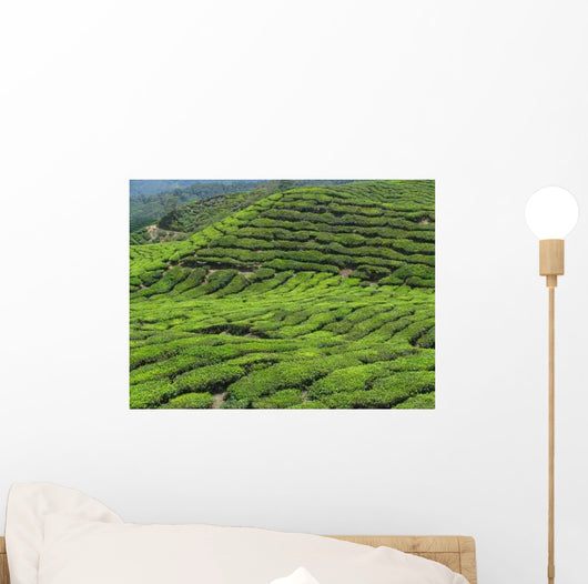 Tea Plantation Cameron Highlands Wall Decal Design 1