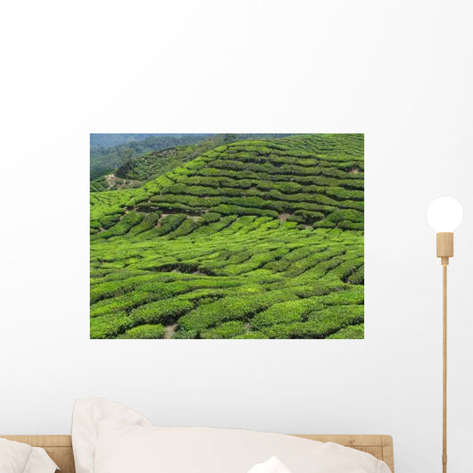 Tea Plantation Cameron Highlands Wall Decal Design 1
