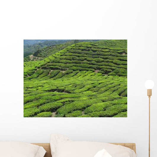 Tea Plantation Cameron Highlands Wall Decal Design 1