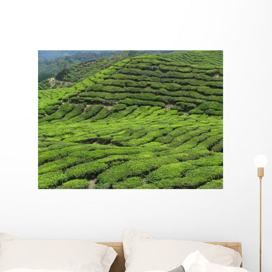 Tea Plantation Cameron Highlands Wall Decal Design 1