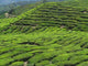 Tea Plantation Cameron Highlands Wall Decal Design 1