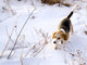 Beagle Hunting a Rabbit in the Snow Wall Mural