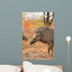 Warthog (Phacochoerus africanus) in natural habitat, Kruger National Park, South Africa. Wall Mural