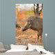 Warthog (Phacochoerus africanus) in natural habitat, Kruger National Park, South Africa. Wall Mural