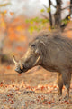 Warthog (Phacochoerus africanus) in natural habitat, Kruger National Park, South Africa. Wall Mural
