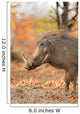 Warthog (Phacochoerus africanus) in natural habitat, Kruger National Park, South Africa. Wall Mural