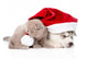 scottish kitten and sleeping Siberian Husky puppy with red santa hat. isolated on white Wall Decal