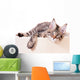 Portrait of domestic black tabby mackerel Maine Coon kitten - 3,5 months old. Cat isolated on white background. Wall Decal