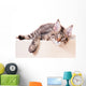 Portrait of domestic black tabby mackerel Maine Coon kitten - 3,5 months old. Cat isolated on white background. Wall Decal