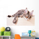 Portrait of domestic black tabby mackerel Maine Coon kitten - 3,5 months old. Cat isolated on white background. Wall Decal