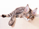 Portrait of domestic black tabby mackerel Maine Coon kitten - 3,5 months old. Cat isolated on white background. Wall Decal