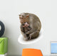 Monkey Macaca Family in Indian Town Wall Decal
