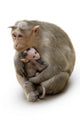 Monkey Macaca Family in Indian Town Wall Decal