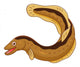 Cartoon eel Wall Decal