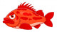 Cartoon ocean perch Wall Decal