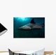 Requin Wall Mural