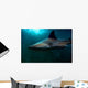 Requin Wall Mural