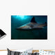Requin Wall Mural