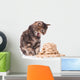 Cute siberian kitten Wall Decal