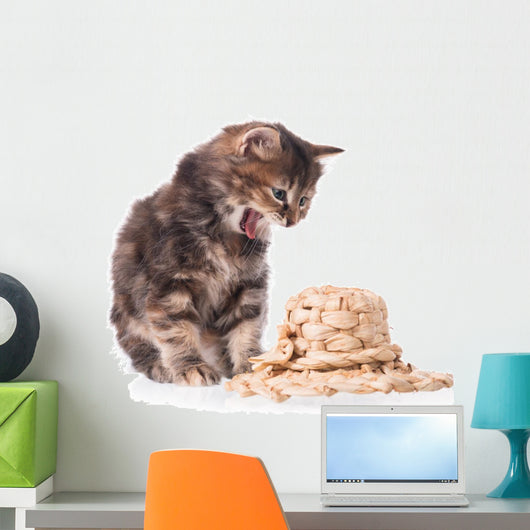 Cute siberian kitten Wall Decal