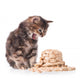 Cute siberian kitten Wall Decal