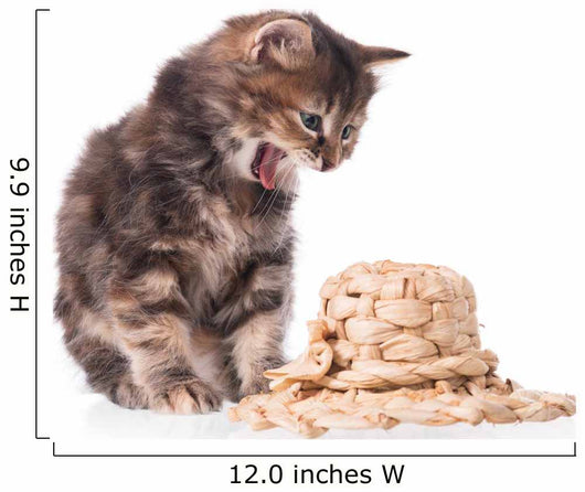 Cute siberian kitten Wall Decal