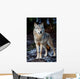 Wolf Wall Mural