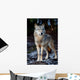 Wolf Wall Mural