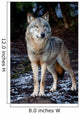 Wolf Wall Mural