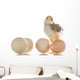 pretty cute chick with eggs Wall Decal