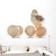 pretty cute chick with eggs Wall Decal