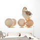 pretty cute chick with eggs Wall Decal