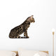 Kitten Abyssinian, isolated on white Wall Decal