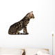 Kitten Abyssinian, isolated on white Wall Decal