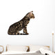 Kitten Abyssinian, isolated on white Wall Decal