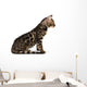 Kitten Abyssinian, isolated on white Wall Decal