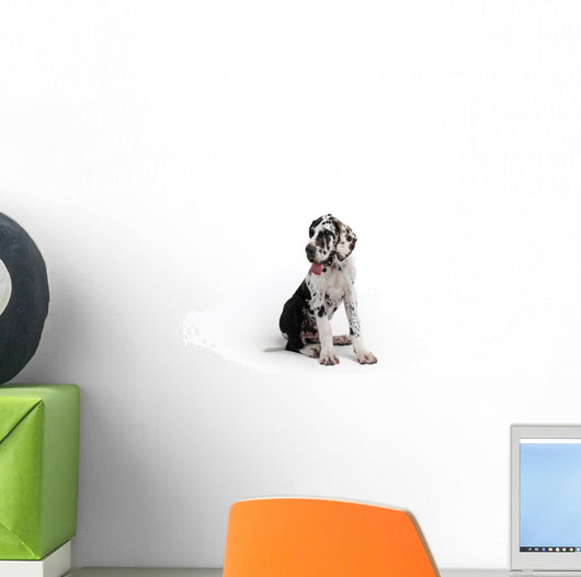 Portrait of a beautiful dog on a white background Wall Decal