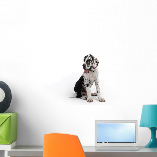 Portrait of a beautiful dog on a white background Wall Decal