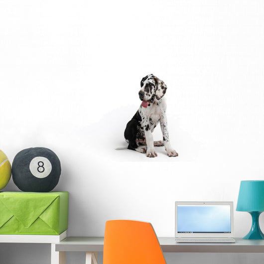 Portrait of a beautiful dog on a white background Wall Decal