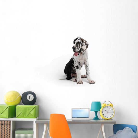 Portrait of a beautiful dog on a white background Wall Decal