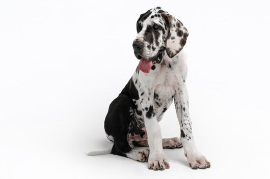 Portrait of a beautiful dog on a white background Wall Decal