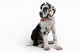 Portrait of a beautiful dog on a white background Wall Decal