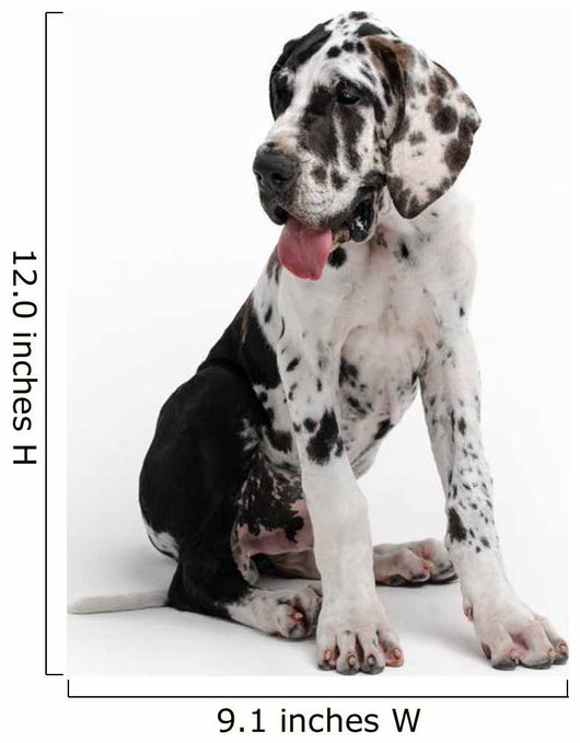 Portrait of a beautiful dog on a white background Wall Decal