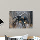 Vogelspinne Wall Mural