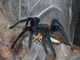 Vogelspinne Wall Mural